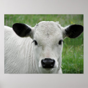 Whimsical White Calf Poster