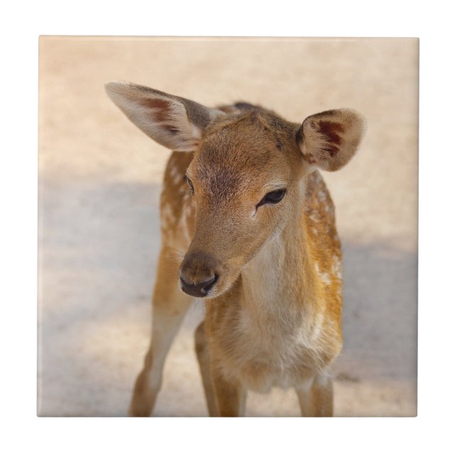 Whimsical Woodland Deer Photography Ceramic Tile (Front)