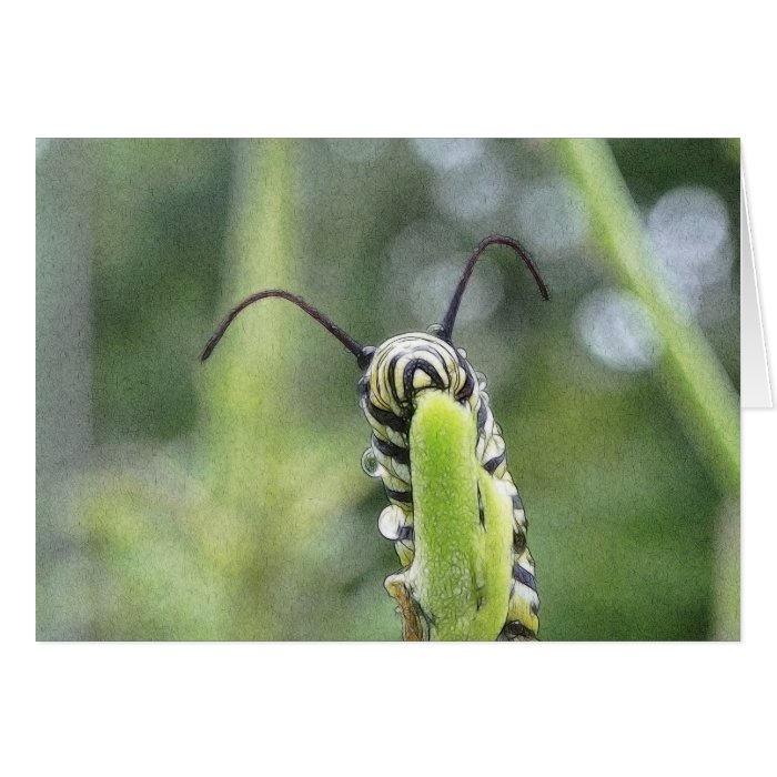 Whimsical Young Monarch Butterfly Caterpillar Cards