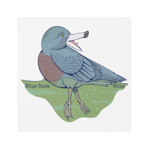 Whio Blue Duck NZ BIRD Metal Print