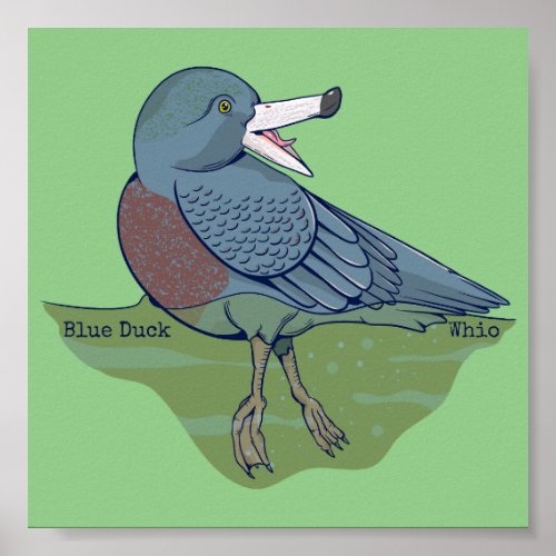 Whio Blue Duck NZ BIRD Poster