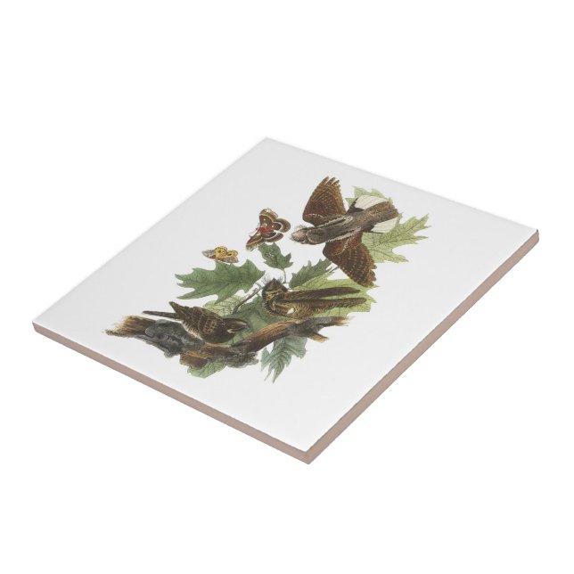 Whip-poor-will by Audubon Ceramic Tile (Side)