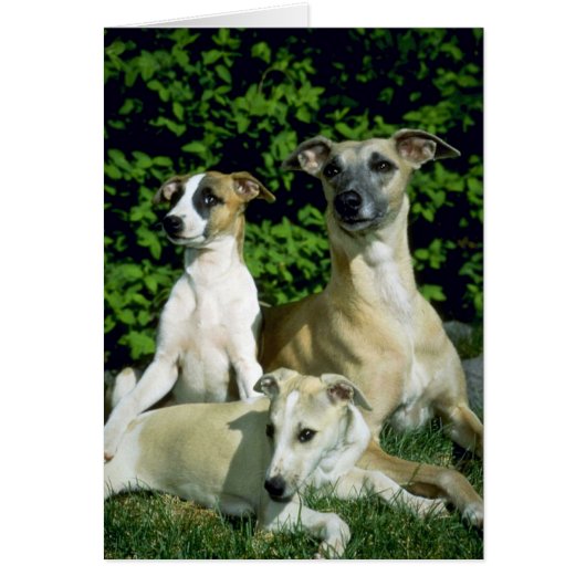 Whippet and pups cards (Front)