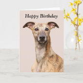 Whippet dog beautiful photo happy birthday card | Zazzle