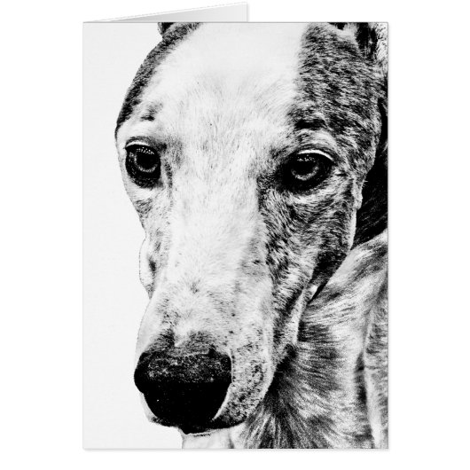 Whippet dog cards (Front)