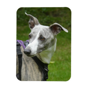 Whippet fridge magnet