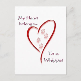 Whippet Heart Belongs Postcard