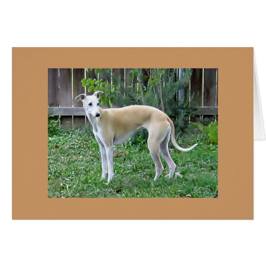 Whippet Hound-Greeting Card (Front Horizontal)