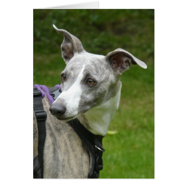 Whippet photocard cards (Front)