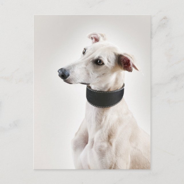 Whippet Postcard (Front)