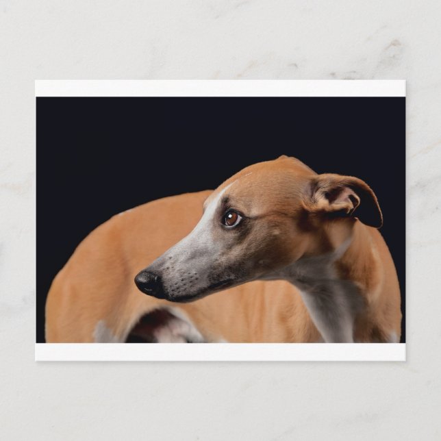 Whippet Postcard (Front)
