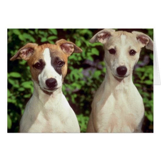 Whippets Cards (Front Horizontal)