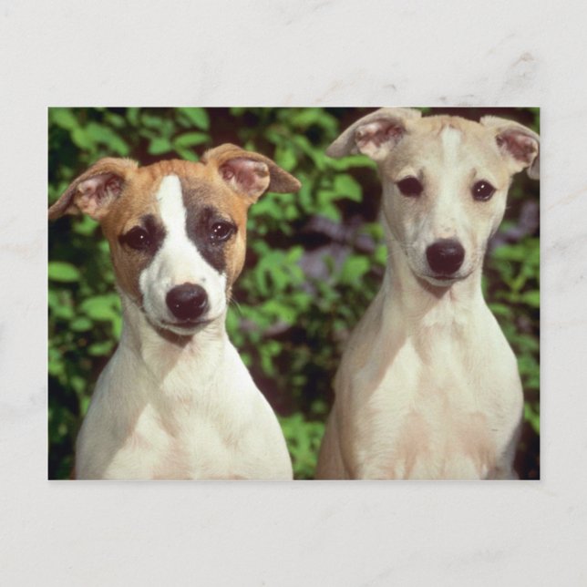 Whippets Postcard (Front)