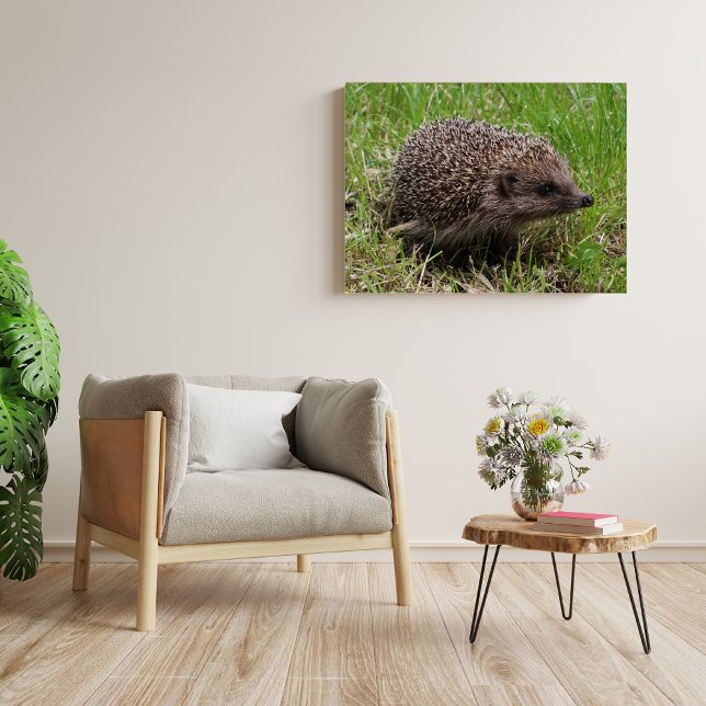 Whiskered Wanderer: White-breasted hedgehog Poster (Creator Uploaded)
