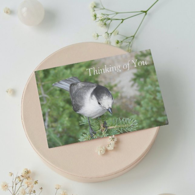 Whiskey Jack Photo Thinking of You Blank Card (In Situ)