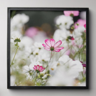 Whispering Cosmos – Soft Floral Elegance Peel And Stick Photo Tile
