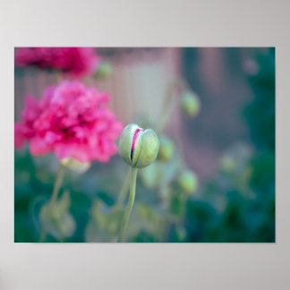 Whispers of Crimson: The Awakening Poppy Poster