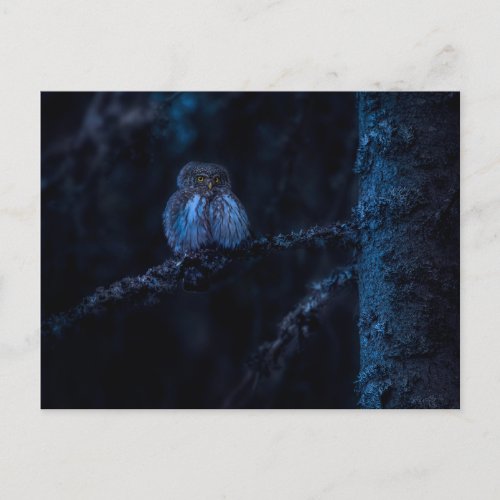 Whispers of the Night The Eurasian Pygmy Owl _ Postcard