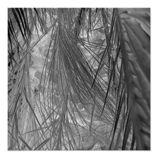 Whispers Of The Tropics Poster (Front)