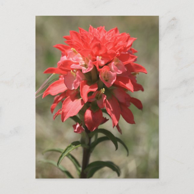 Whispers of the Wild: Indian Paintbrush Postcard (Front)