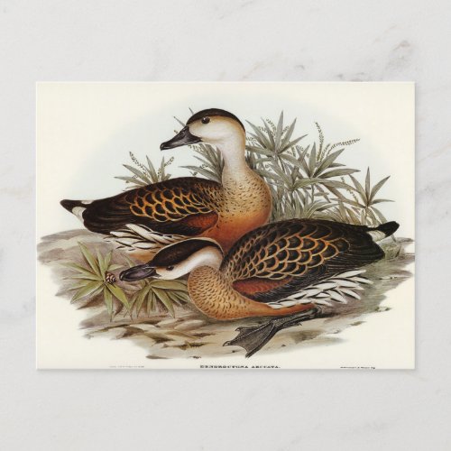 Whistling Duck by Elizabeth Gould Postcard