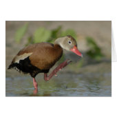 Whistling Duck Card (Front Horizontal)