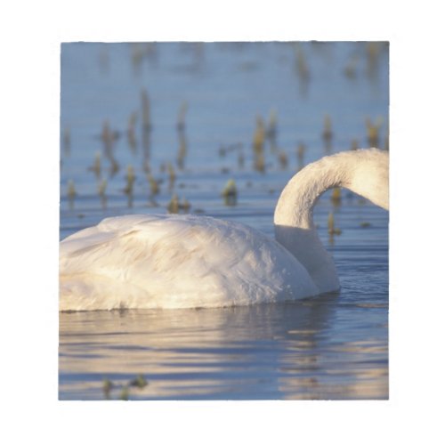 whistling swan Cygnus columbianus eating water Notepad
