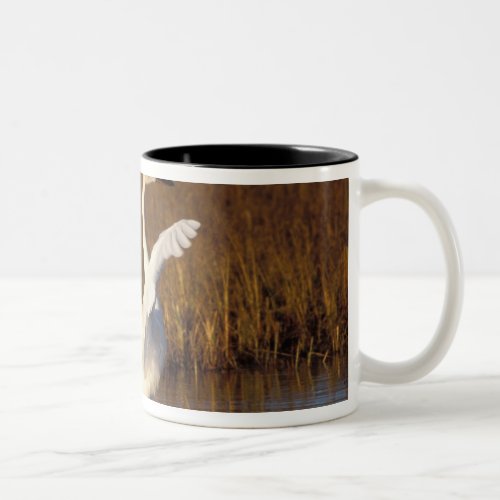 whistling swan Cygnus columbianus stretching Two_Tone Coffee Mug