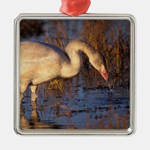 Whistling swan juvenile eating roots 1002 metal ornament