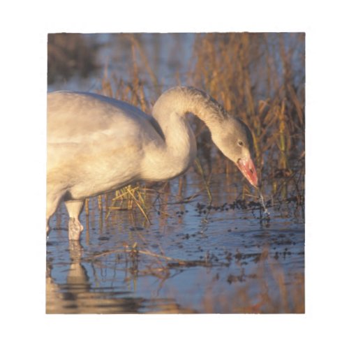 Whistling swan juvenile eating roots 1002 notepad