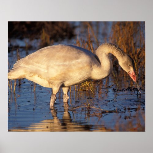 Whistling swan juvenile eating roots 1002 poster