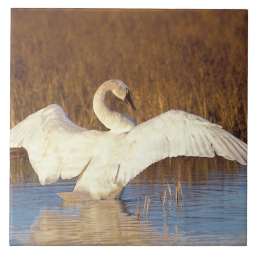 Whistling swan or tundra swan stretching its ceramic tile