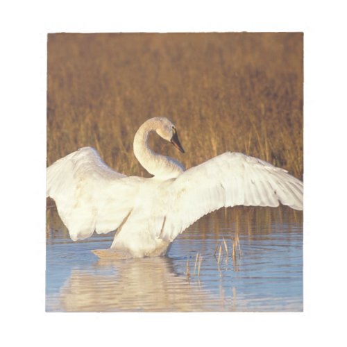 Whistling swan or tundra swan stretching its notepad