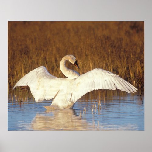 Whistling swan or tundra swan stretching its poster