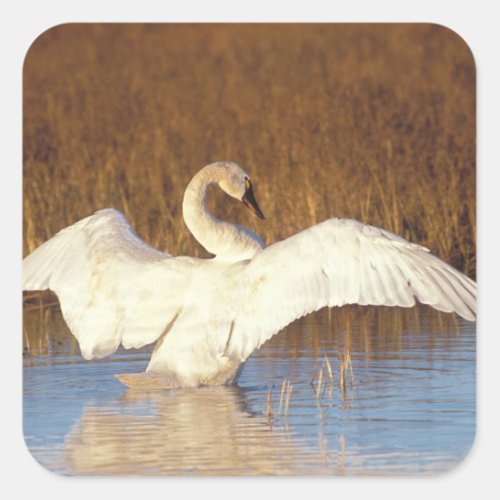 Whistling swan or tundra swan stretching its square sticker