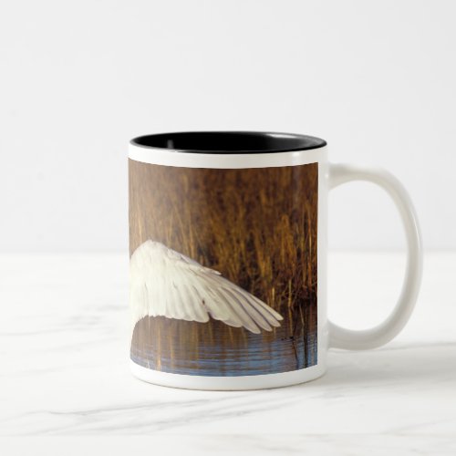 Whistling swan or tundra swan stretching its Two_Tone coffee mug