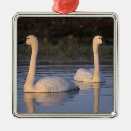 Whistling swan or tundra swan swimming in the metal ornament