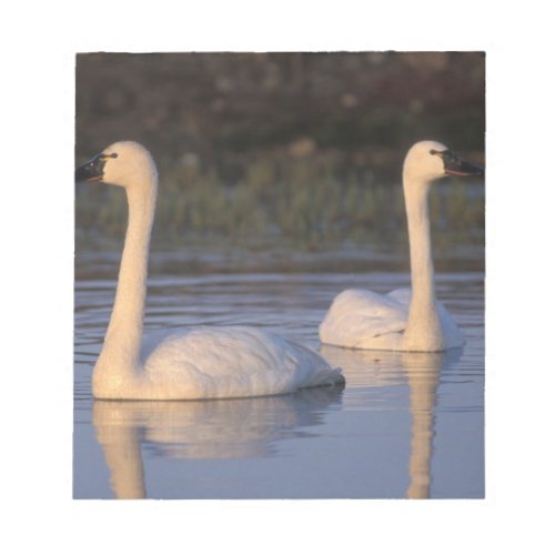 Whistling swan or tundra swan swimming in the notepad