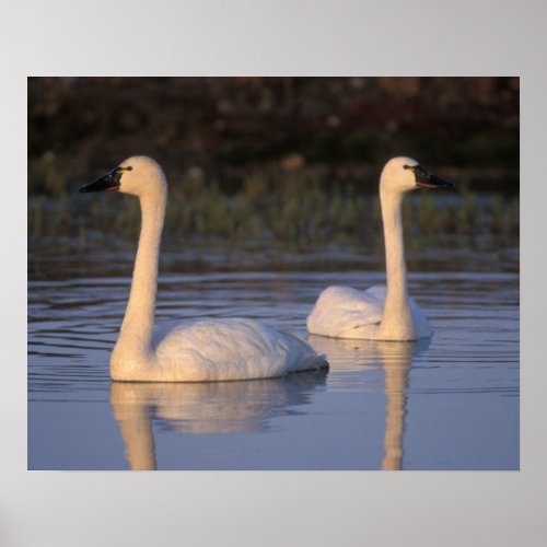 Whistling swan or tundra swan swimming in the poster