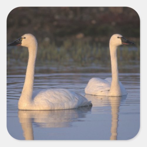Whistling swan or tundra swan swimming in the square sticker
