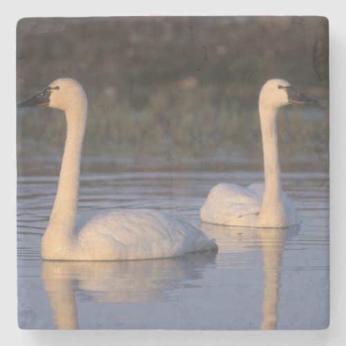 Whistling swan or tundra swan swimming in the stone coaster