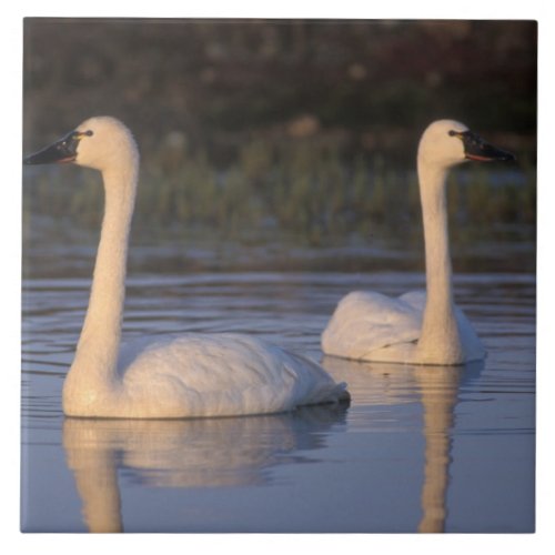 Whistling swan or tundra swan swimming in the tile