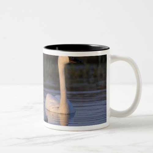 Whistling swan or tundra swan swimming in the Two_Tone coffee mug
