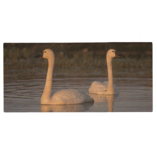 Whistling swan or tundra swan swimming in the wood USB flash drive