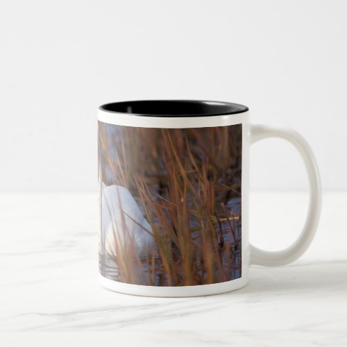 Whistling swan swimming in a pond 1002 Coastal Two_Tone Coffee Mug
