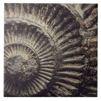 Whitby Ammonite imprint large Ceramic Tile