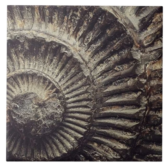 Whitby Ammonite imprint large Ceramic Tile (Front)