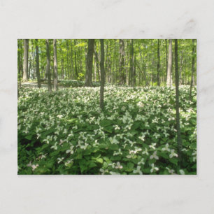 white A field of trilliums, Niagara Falls flowers Postcard