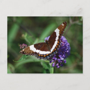 White Admiral Butterfly Postcard