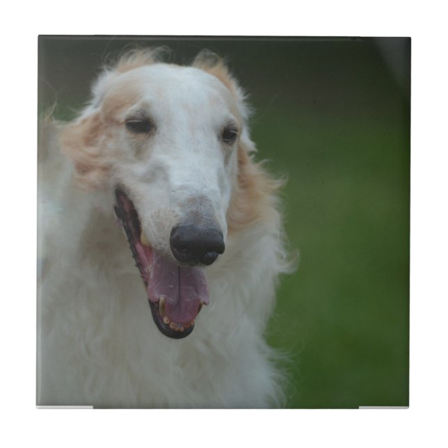 White Afghan Hound Tile (Front)
